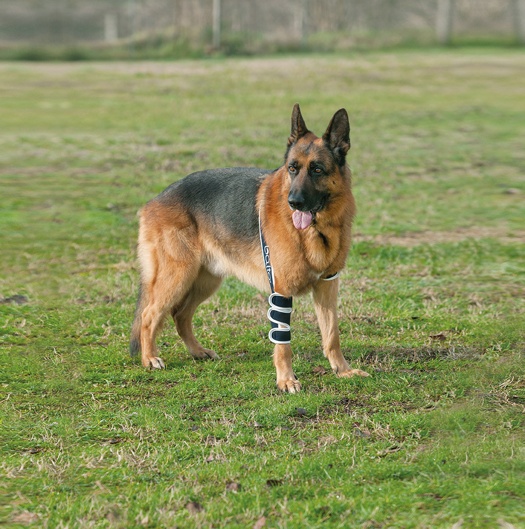 BT SOFT Elbow joint orthosis for animals on one side